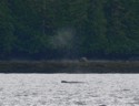 We spot a gray whale on the way back to town